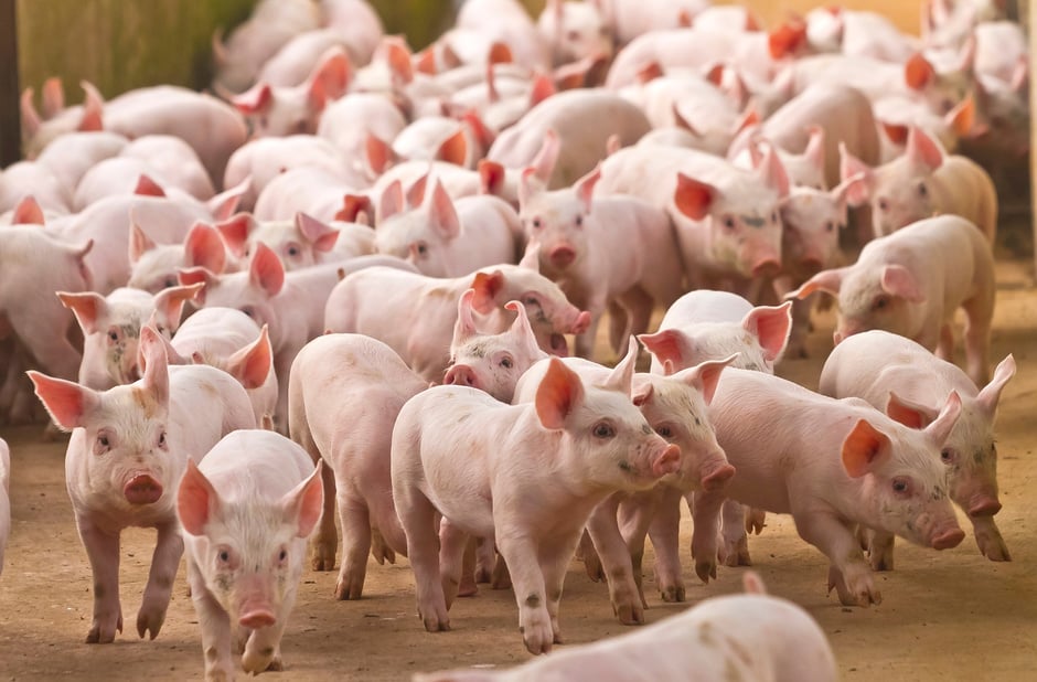 pig breeding, Agro pigs