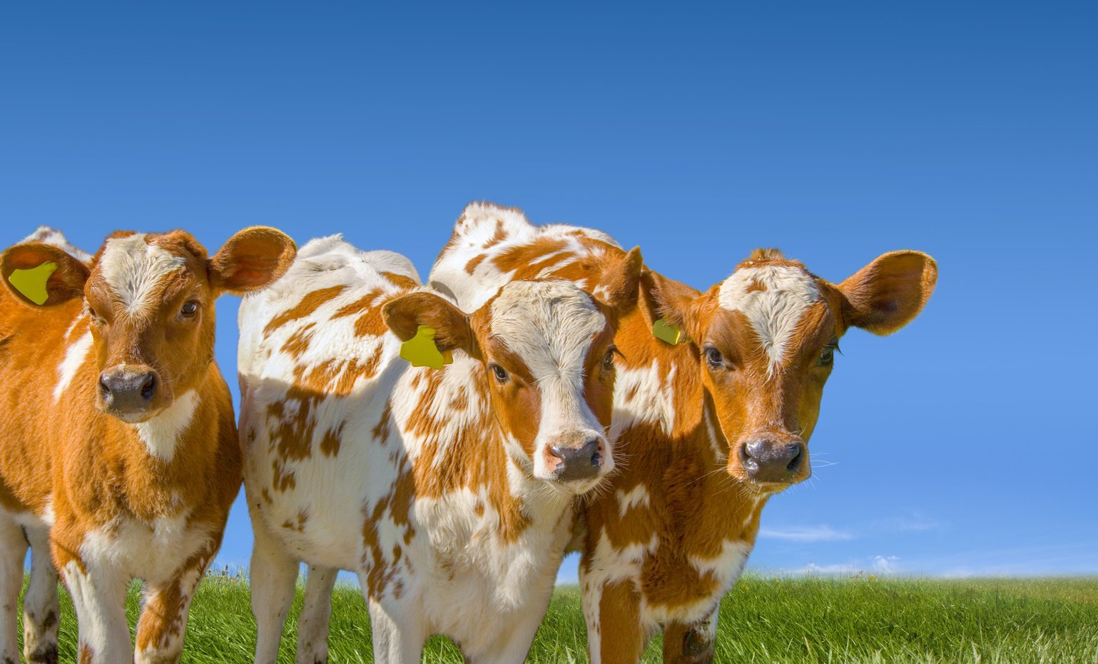 Baby Cows in a Field